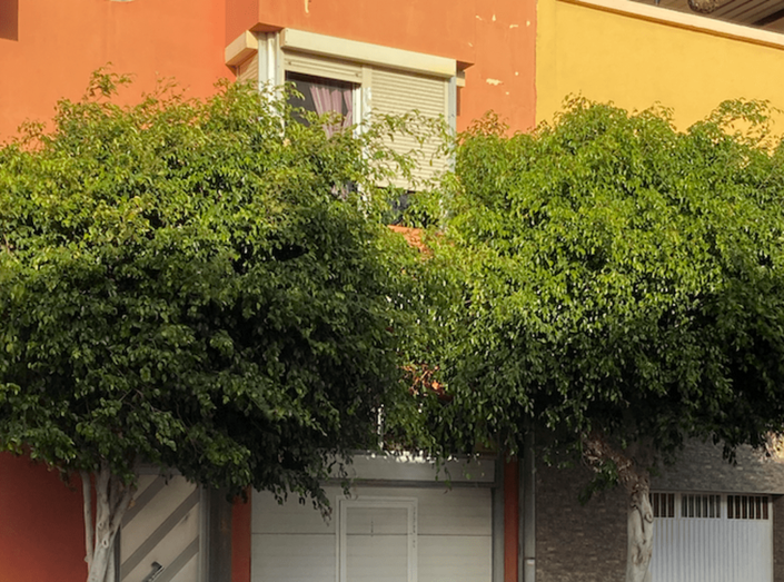Los vecinos piden concretamente una poda en la calle Roque Nublo (Foto TA)